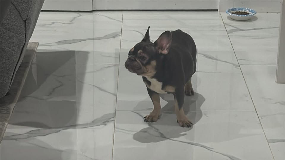 Saki the French Bulldog