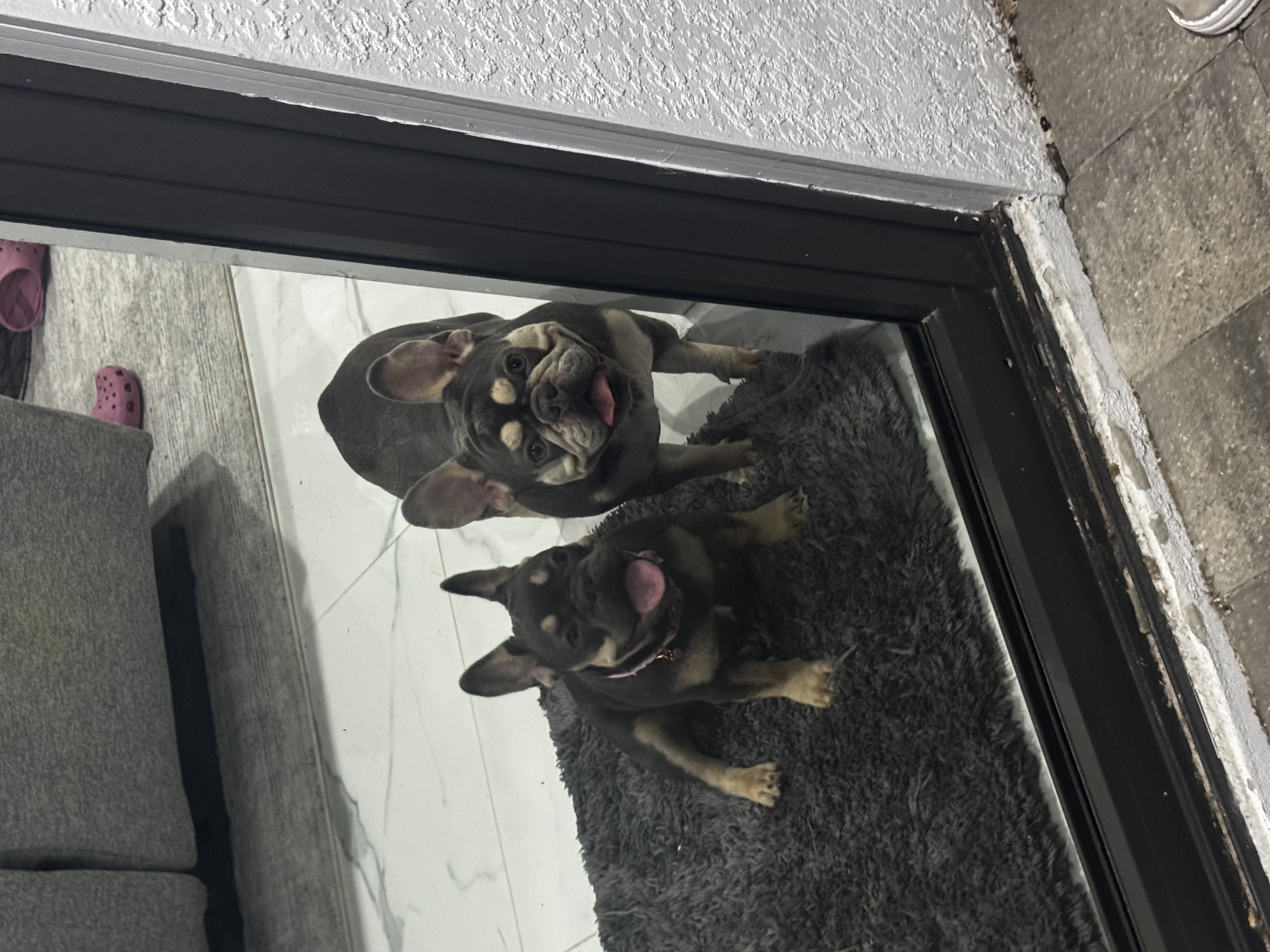 french bulldogs Cape Coral