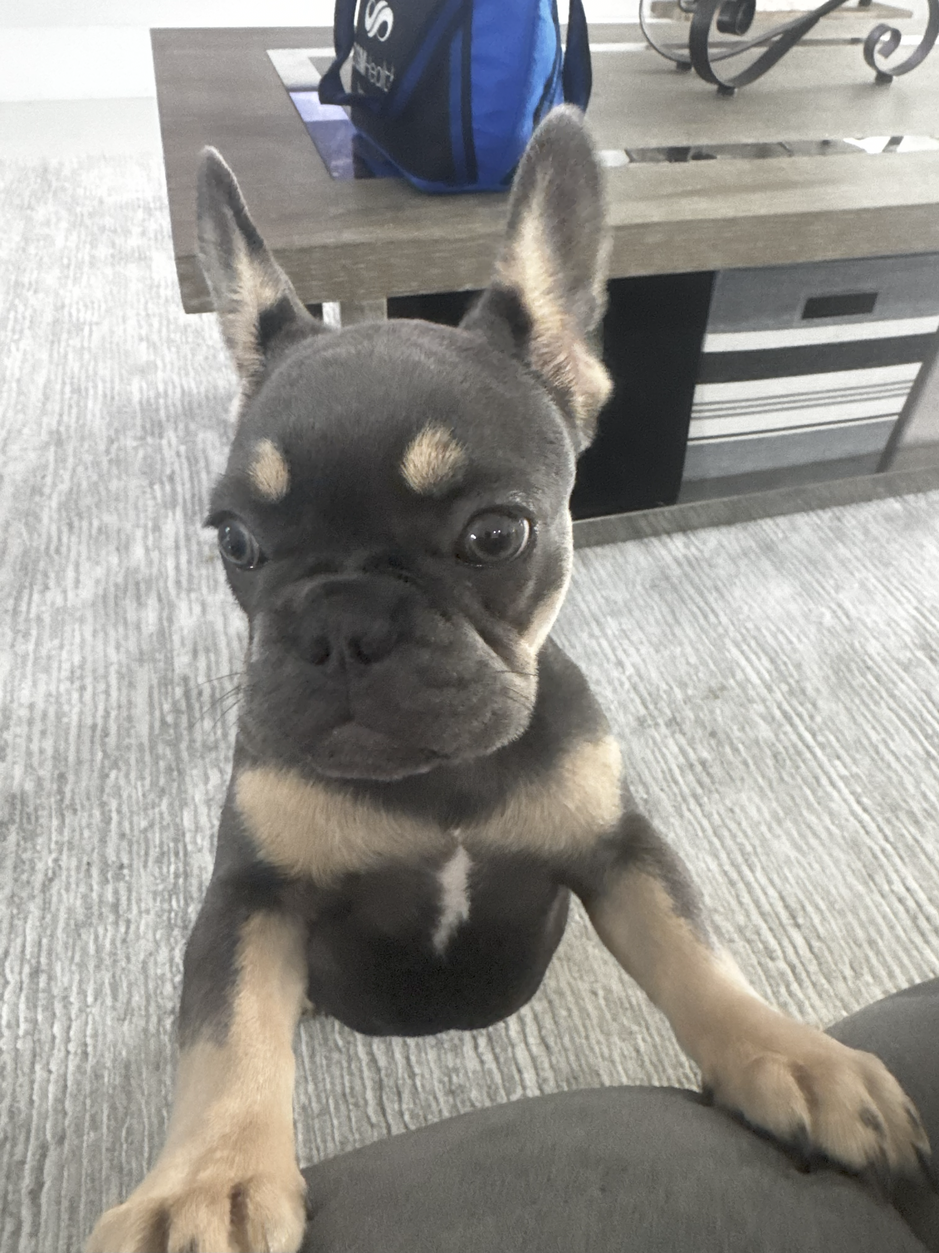 French Bulldogs of instagram