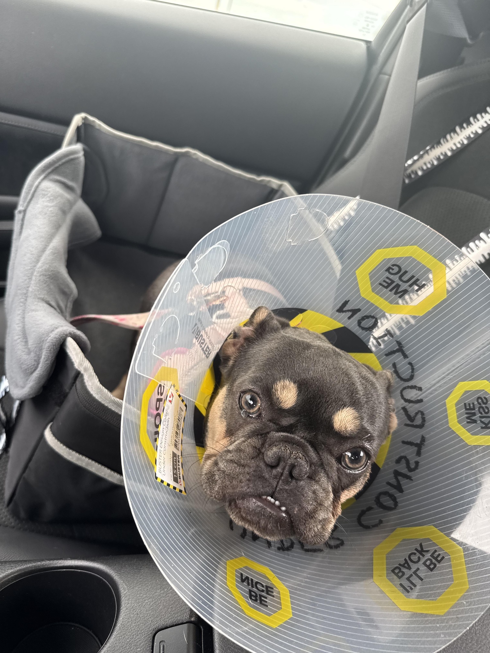 french bulldogs of Cape Coral