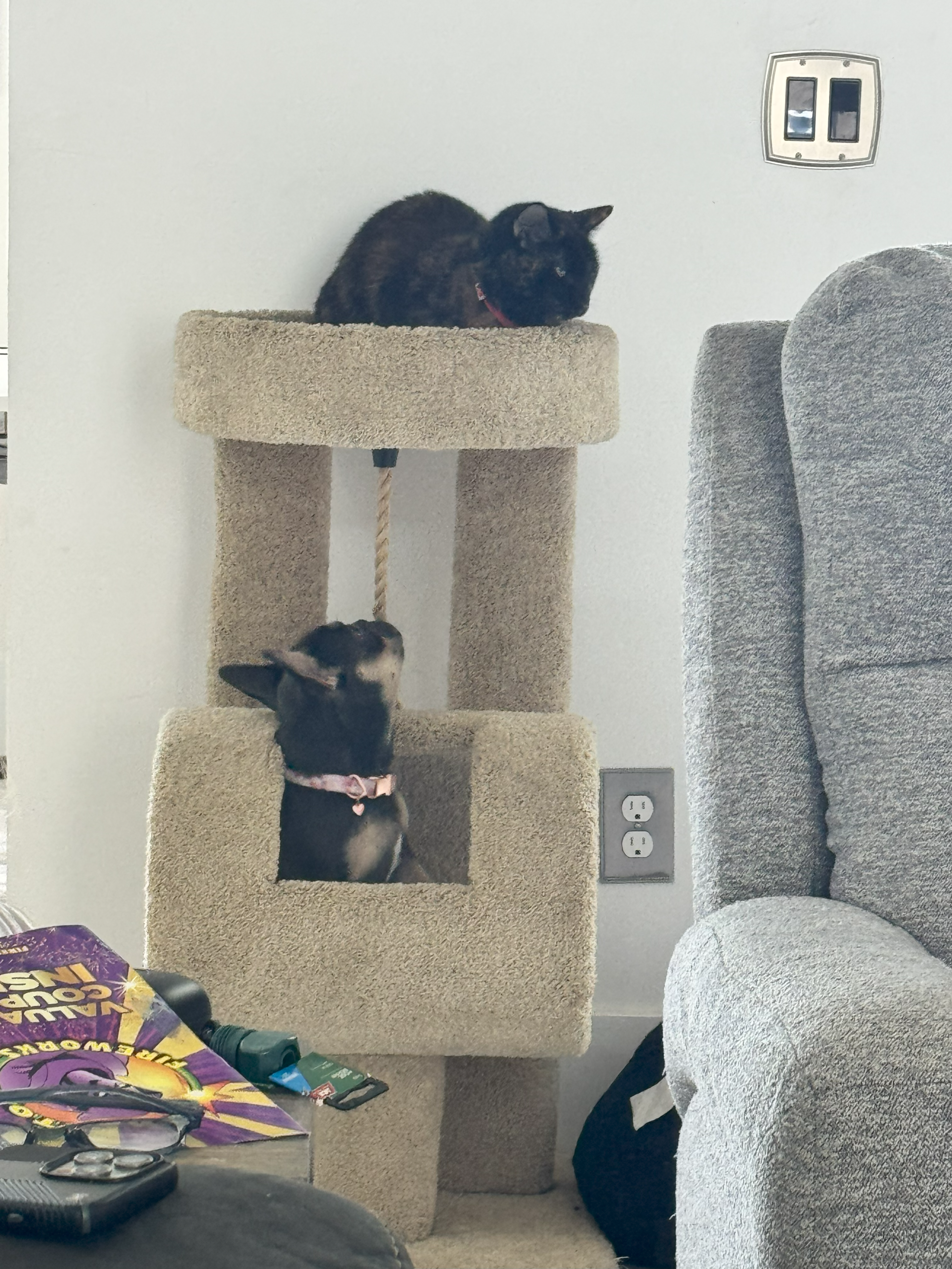 Cape Coral Frenchies