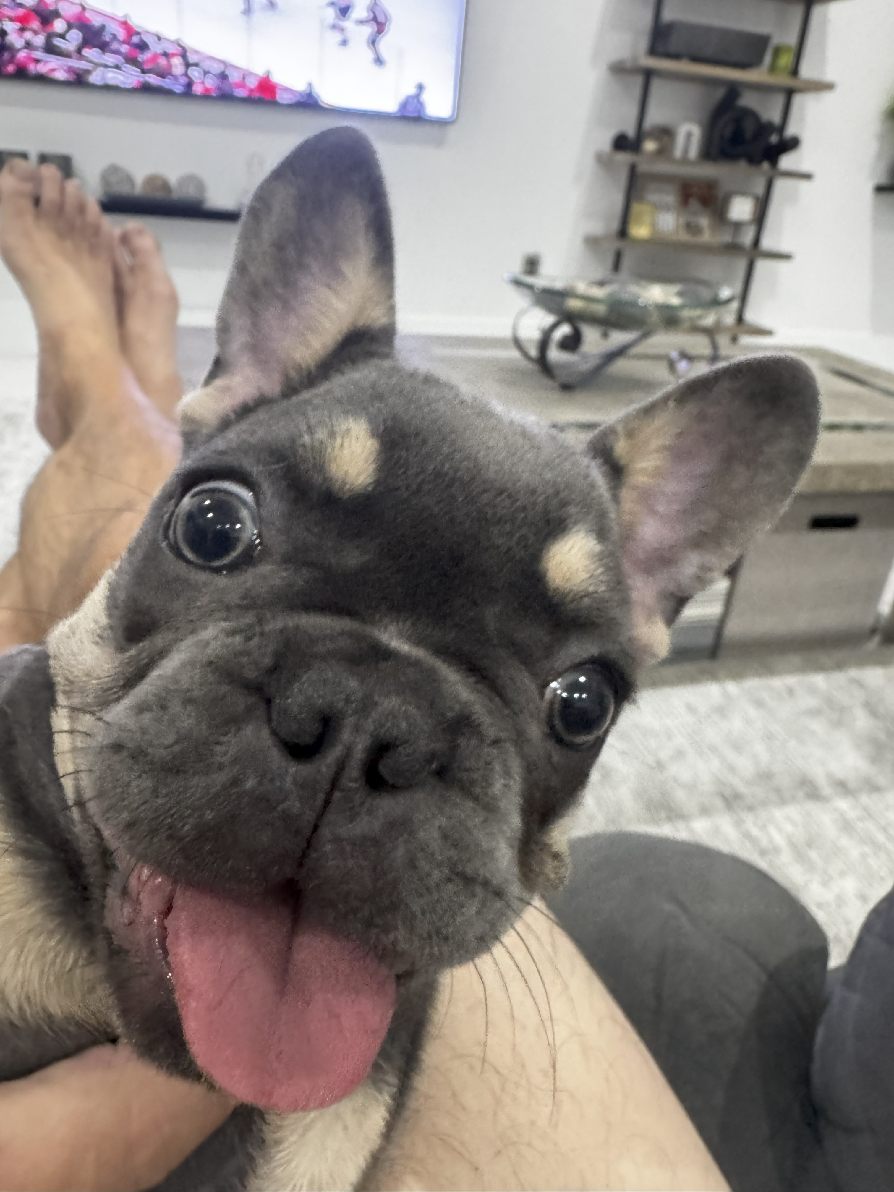 french bulldogs cape coral