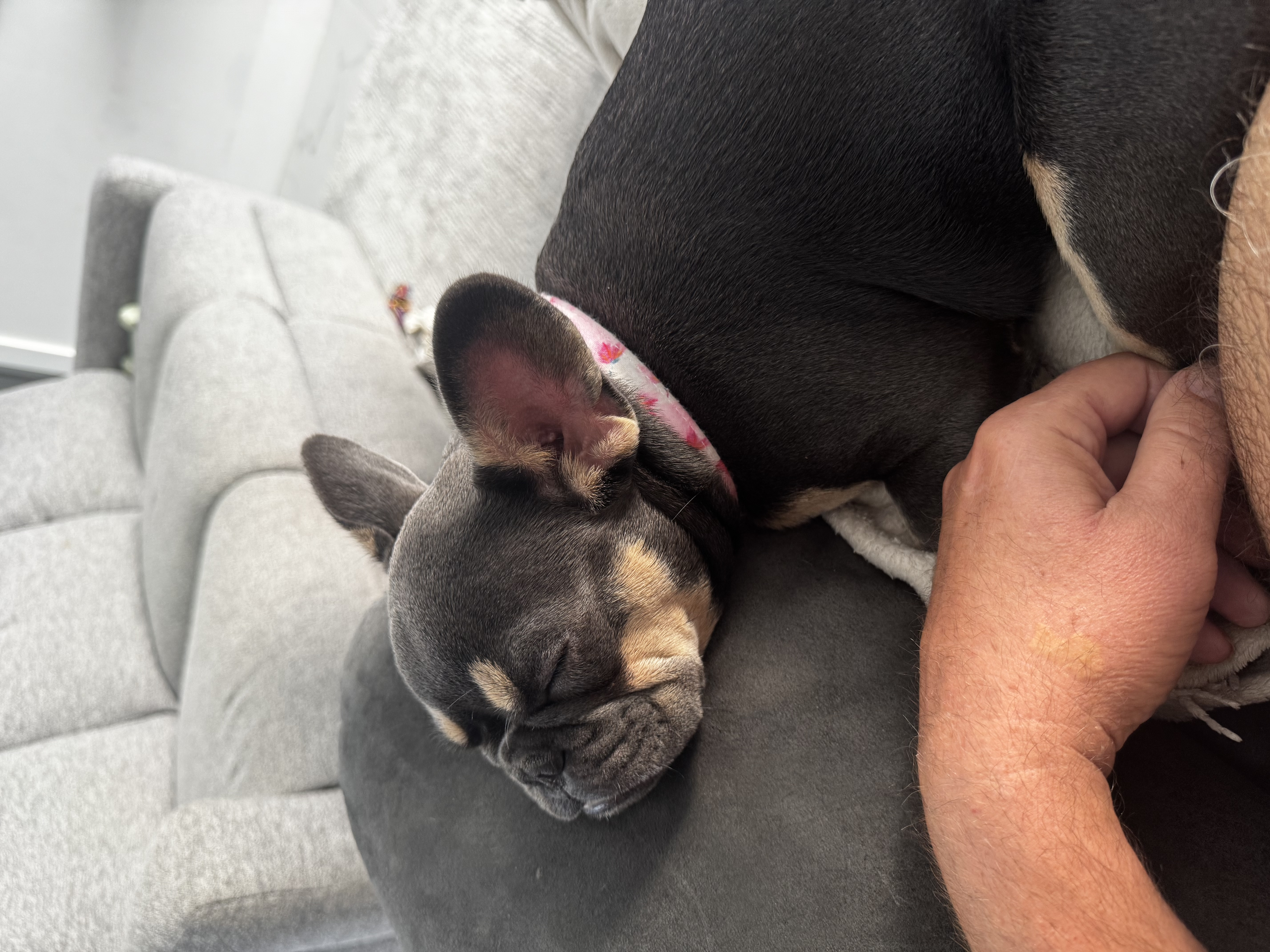 french bulldogs cape coral