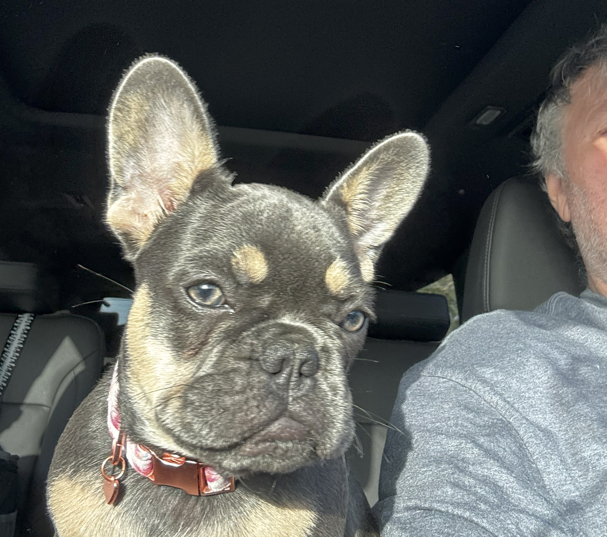 Frenchies Cape Coral