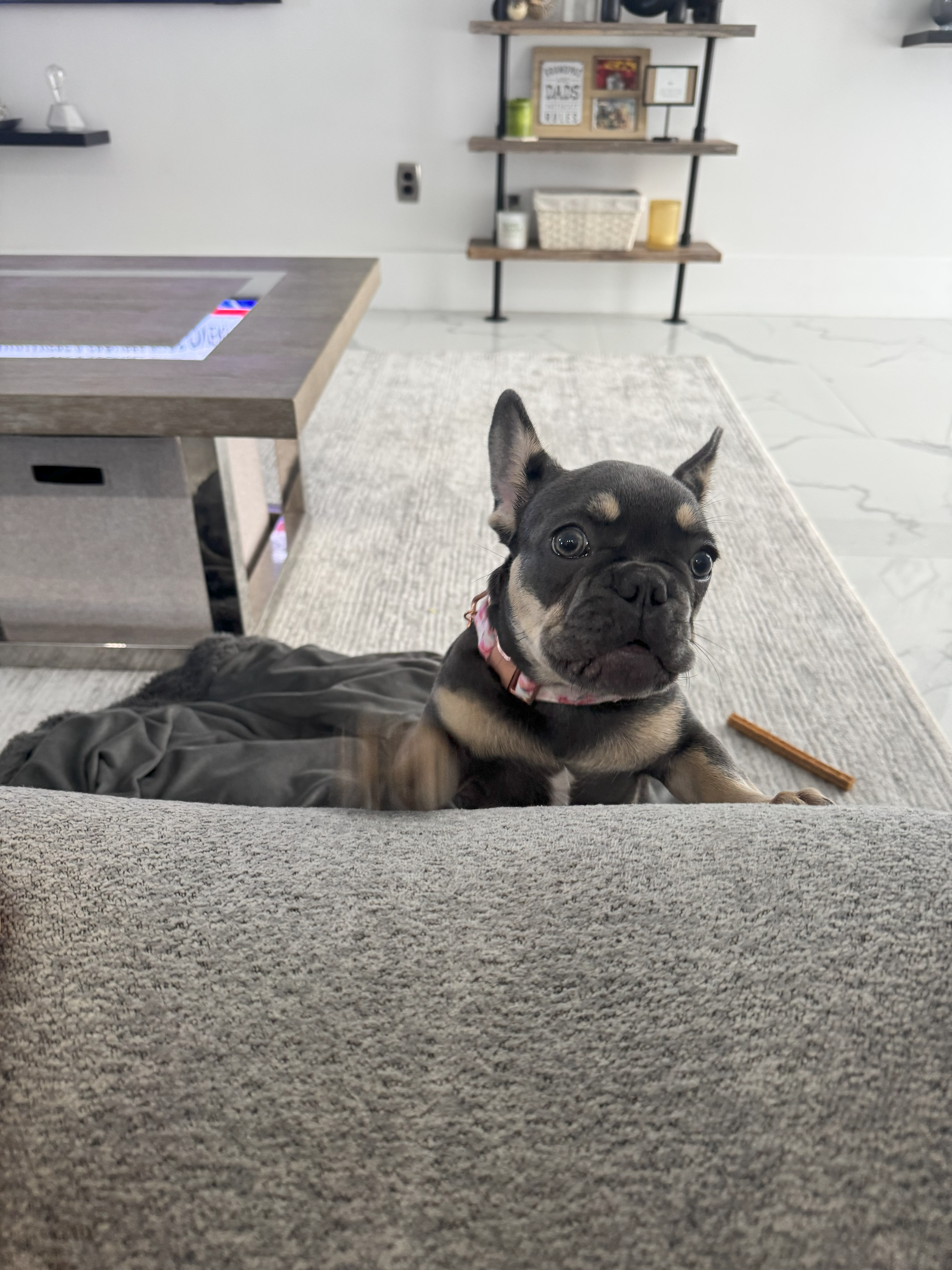 cape coral french bulldogs