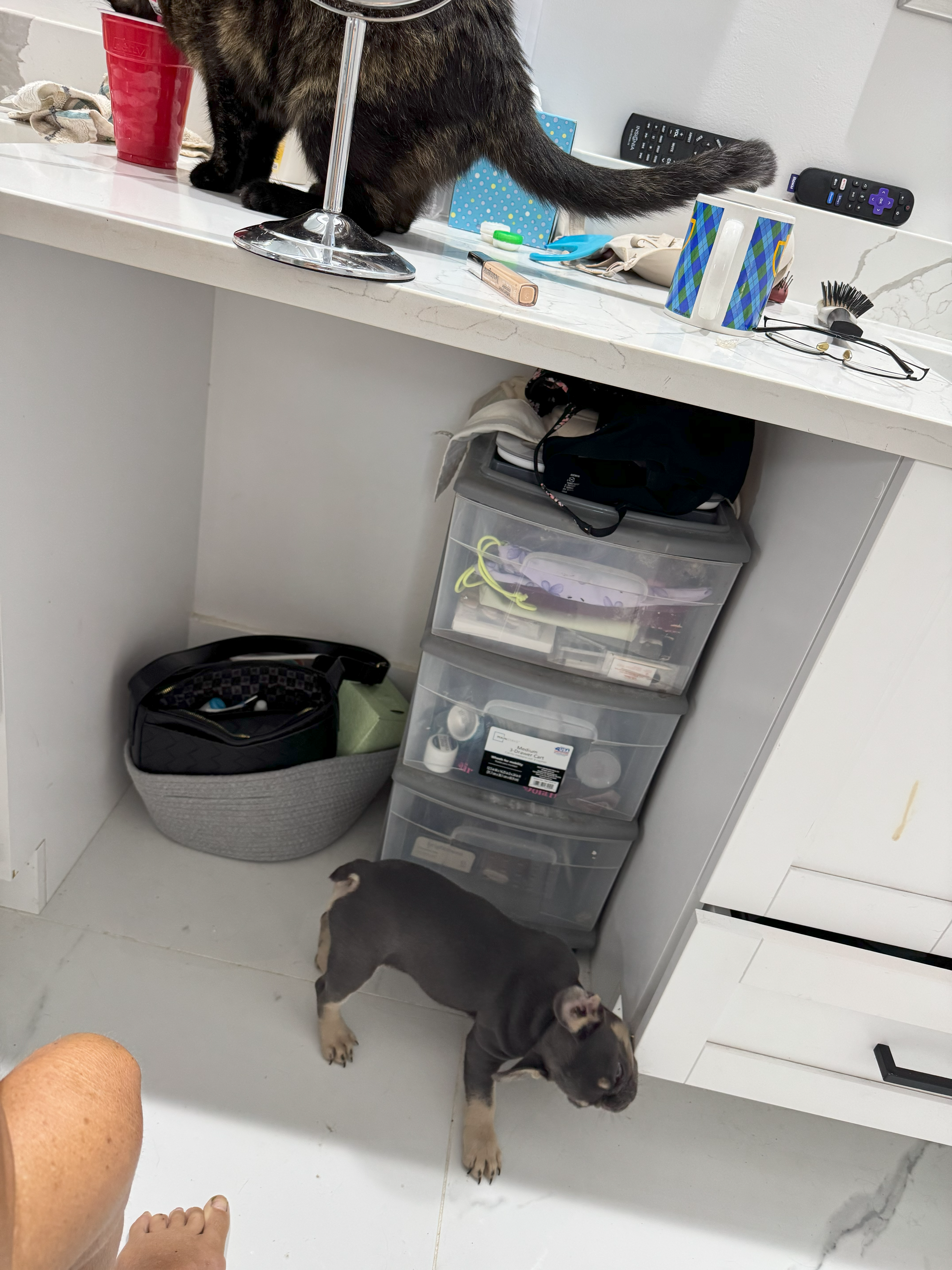 Saki the French Bulldog Cape Coral