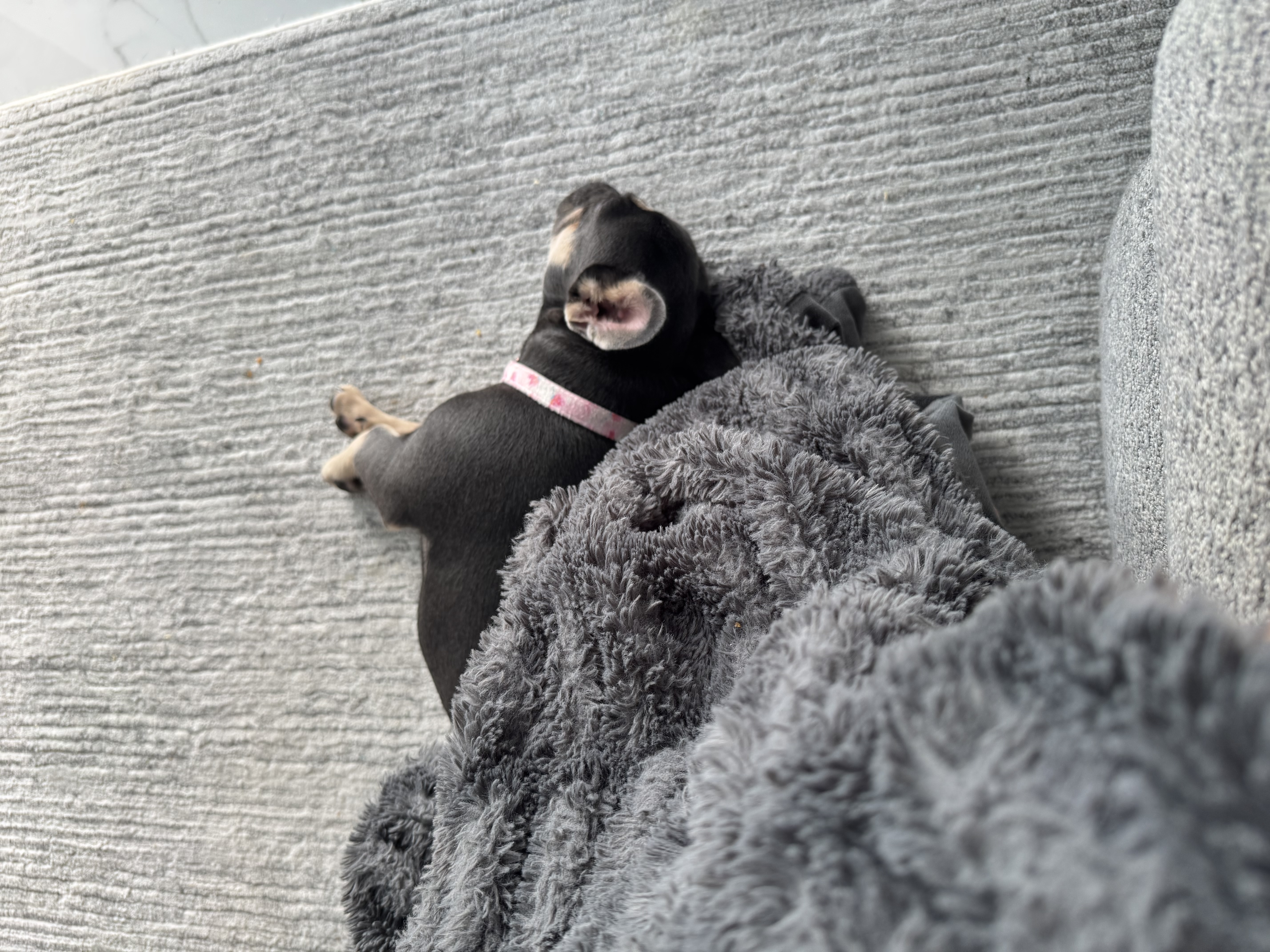 french bulldogs cape coral