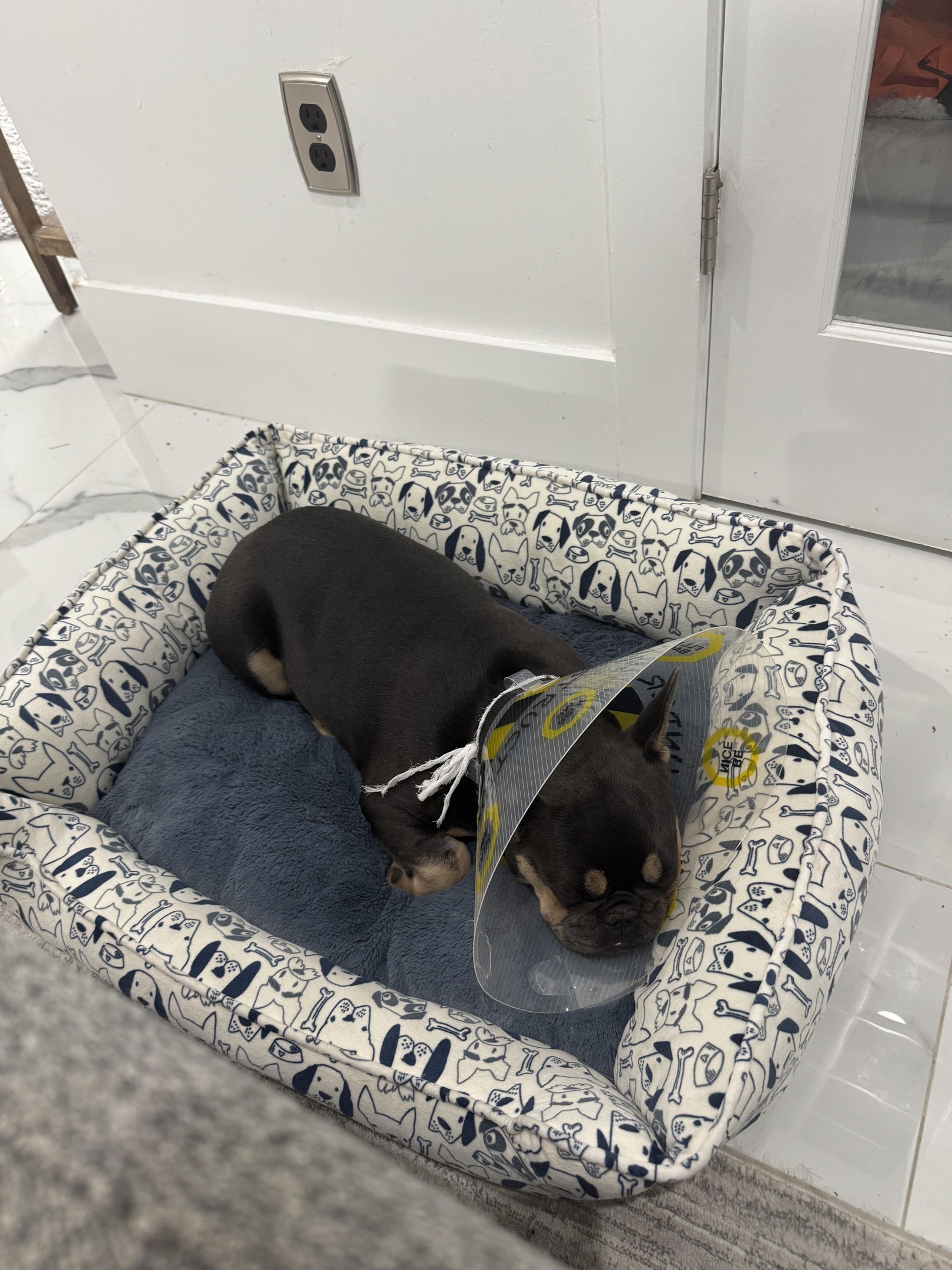 french bulldogs of tiktok