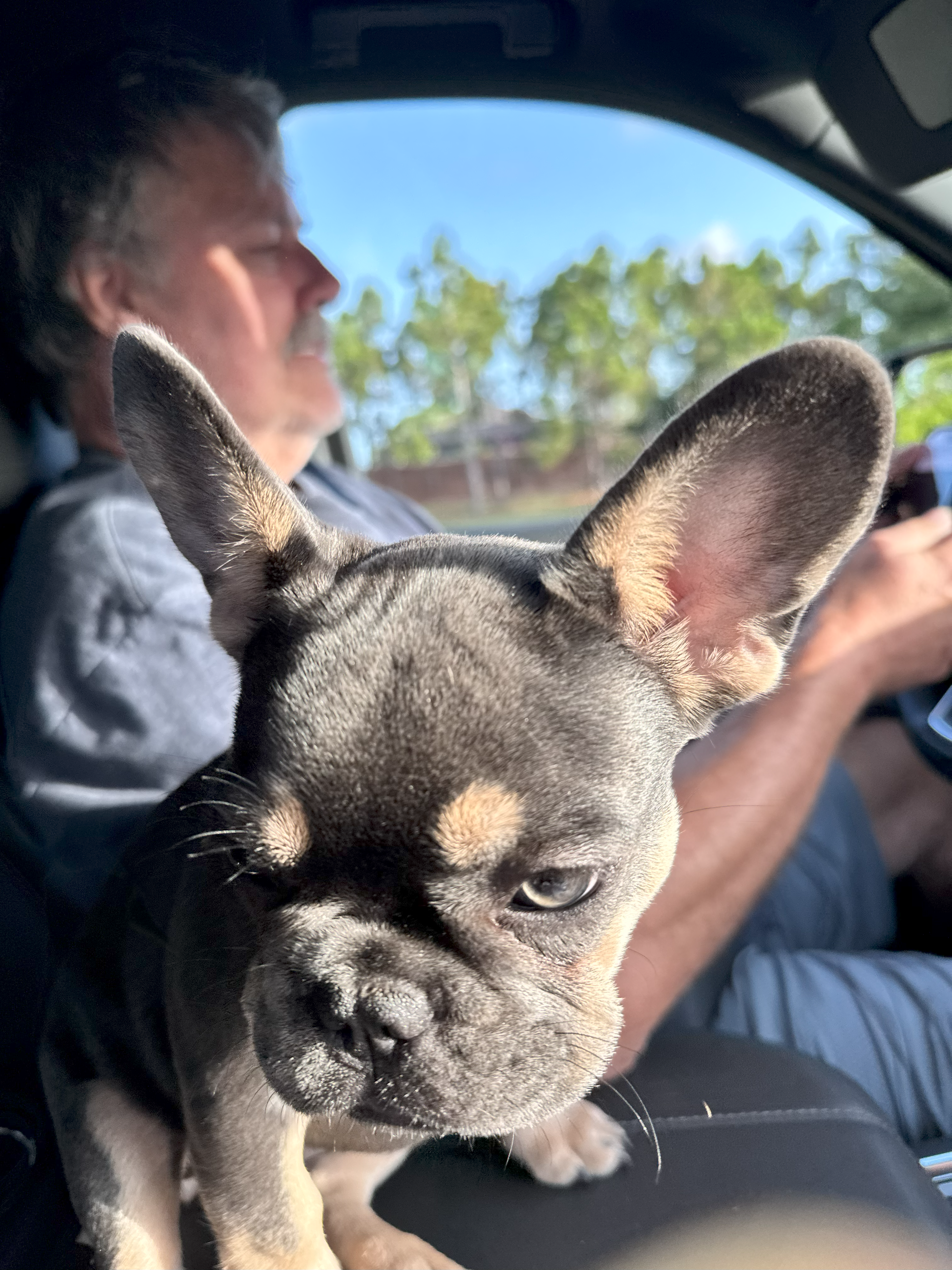 cape coral french bulldogs