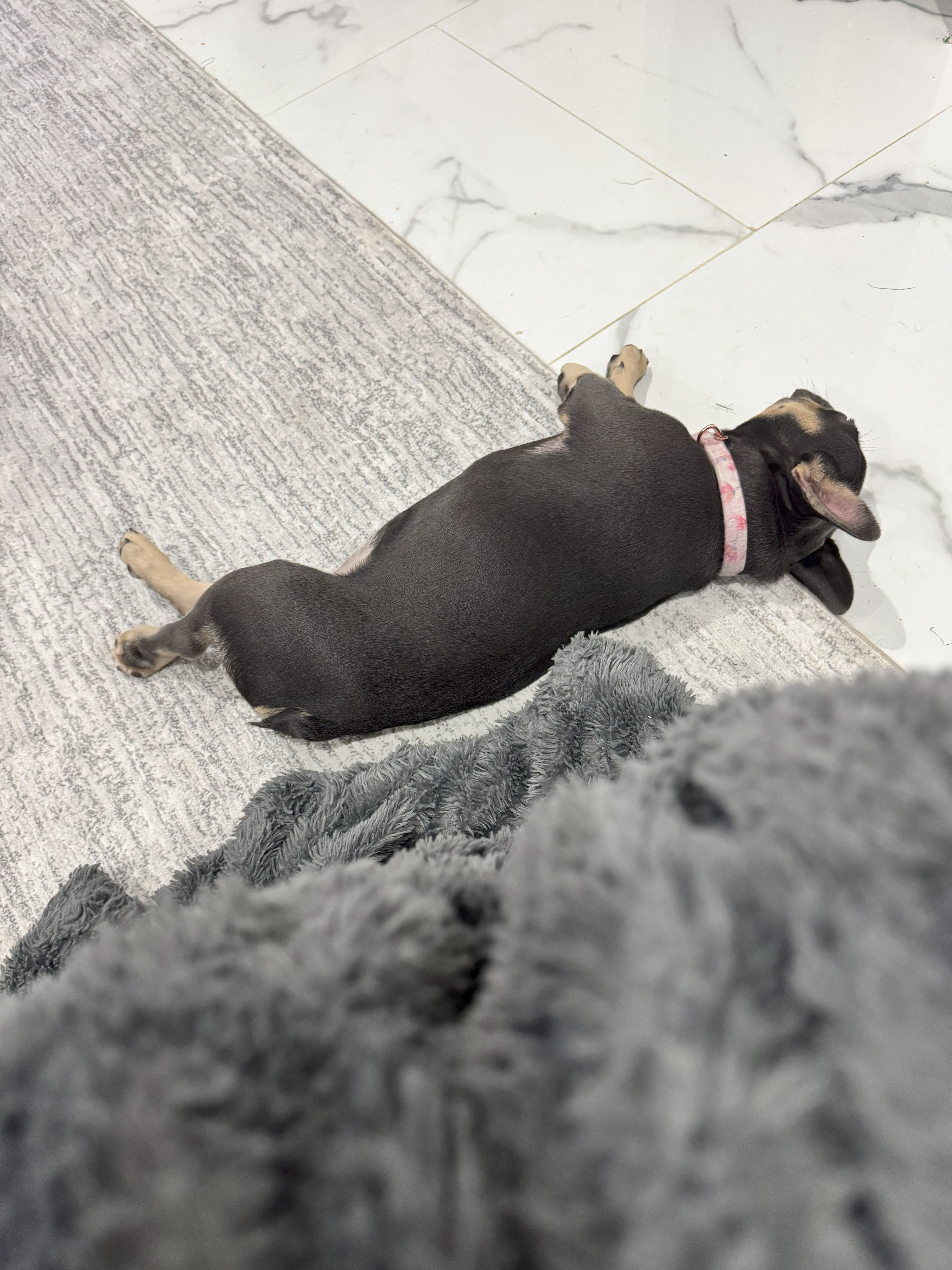 Saki the French Bulldog