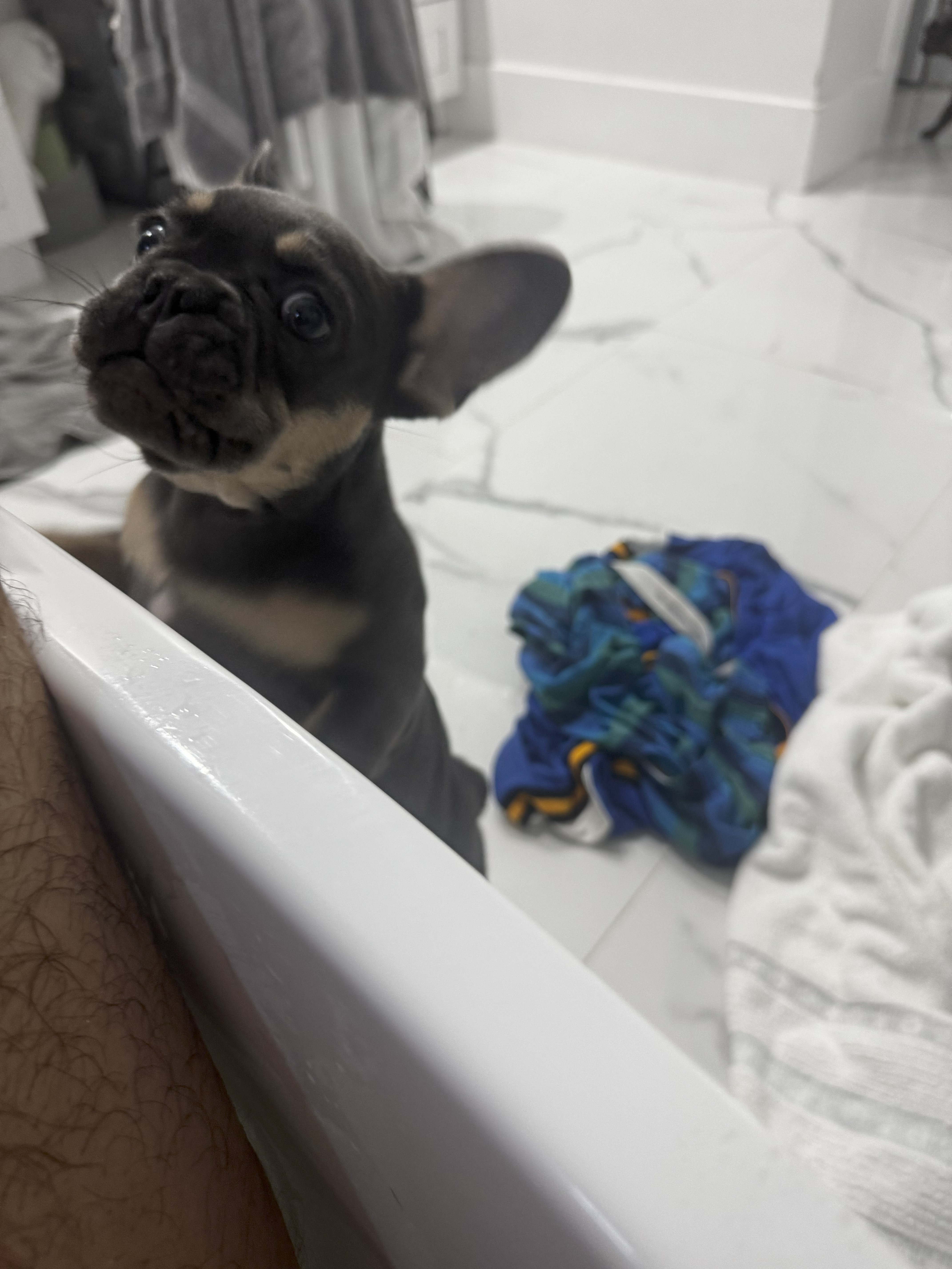 frenchies of Cape Coral
