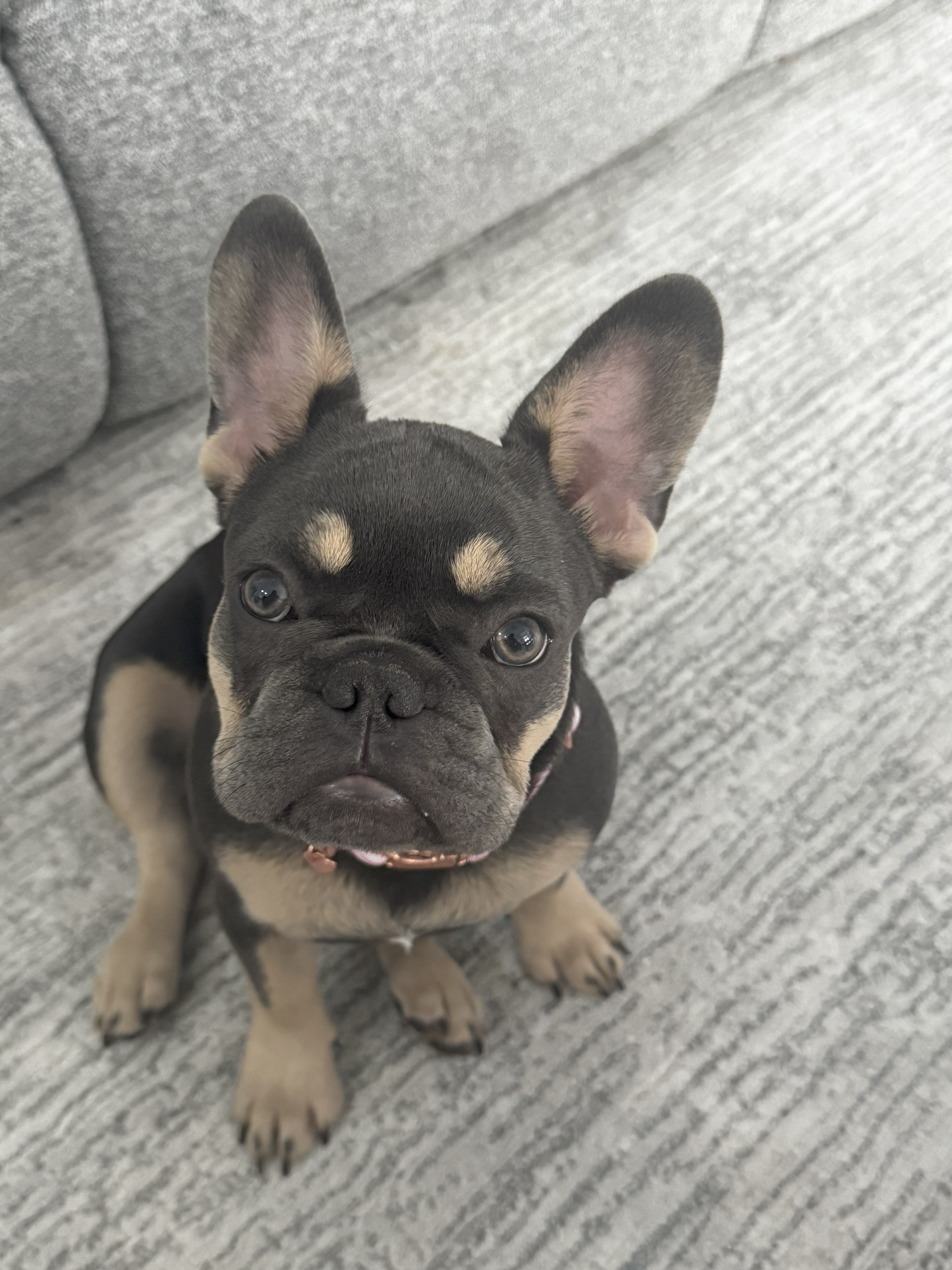 french bulldogs 