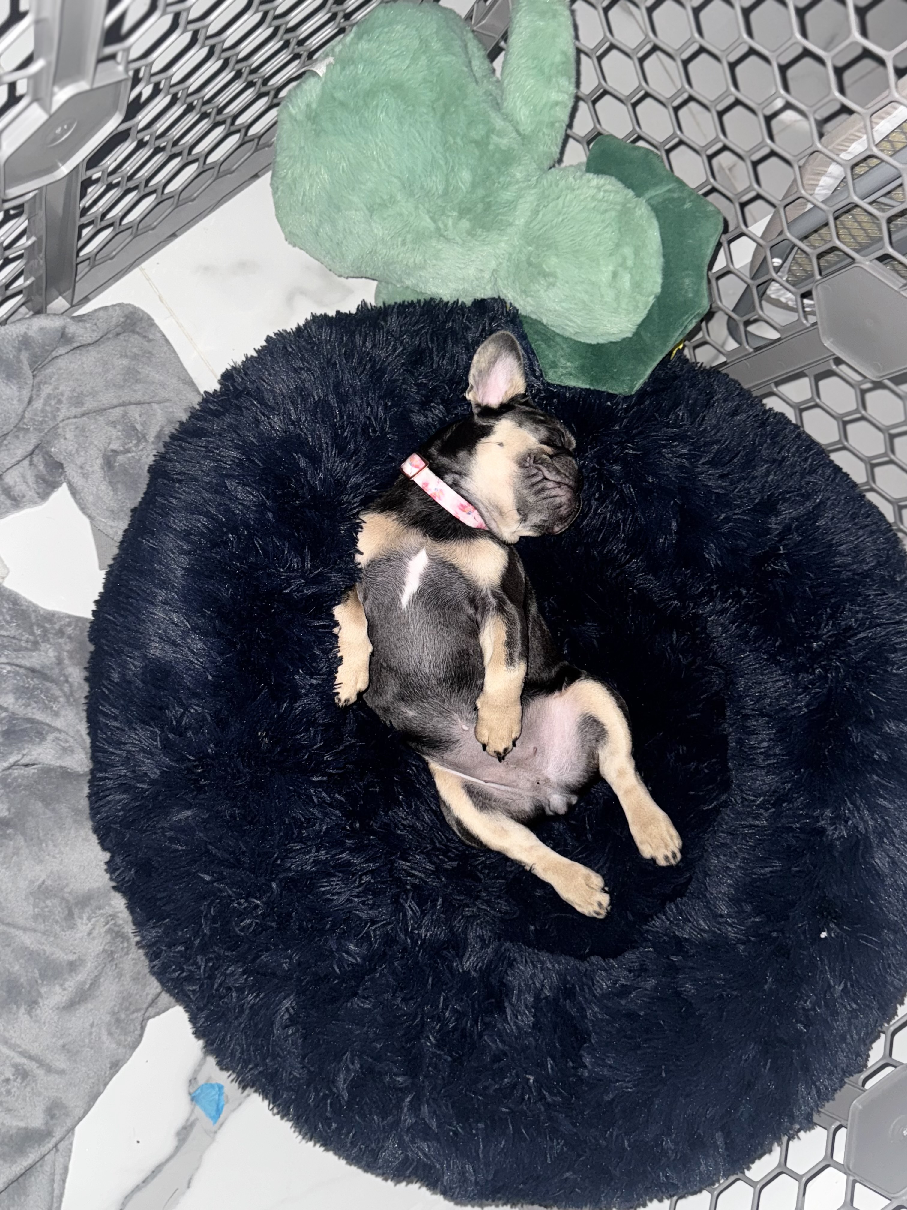 frenchies cape coral