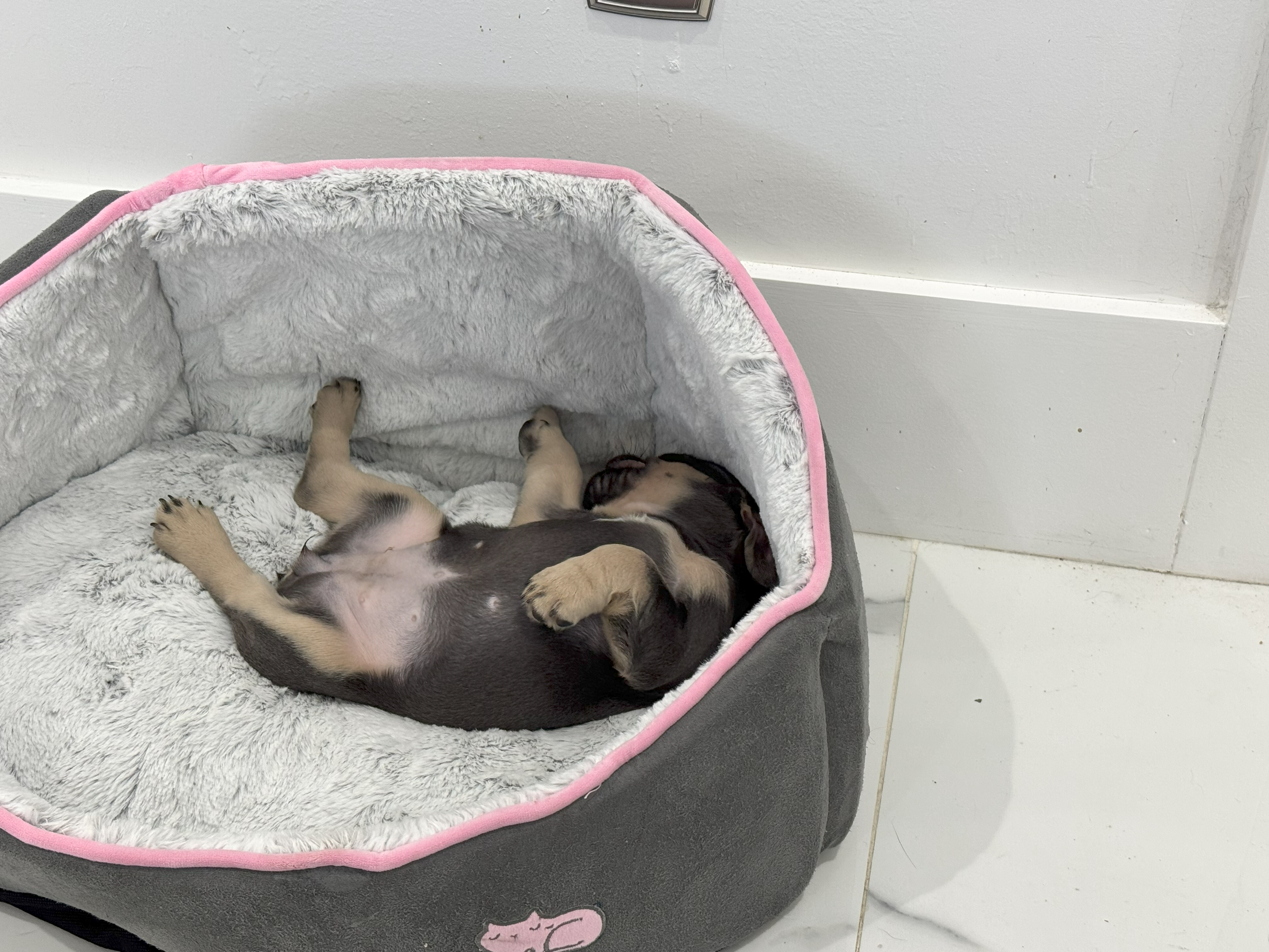 frenchie bulldogs cape coral