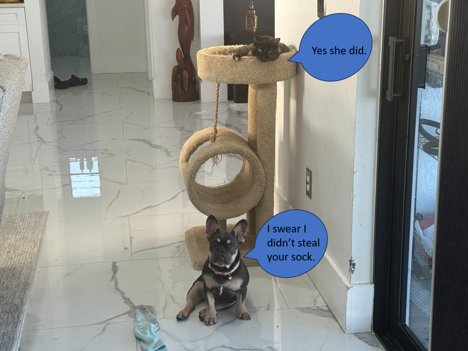 french bulldogs