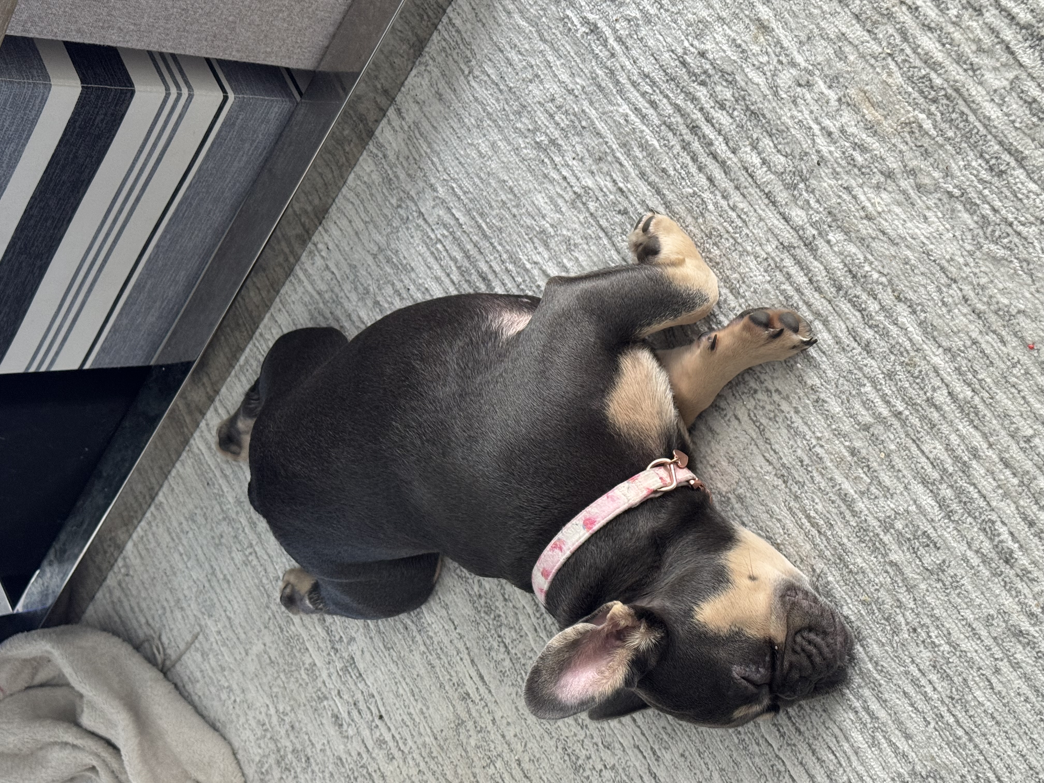 Frenchies Cape Coral